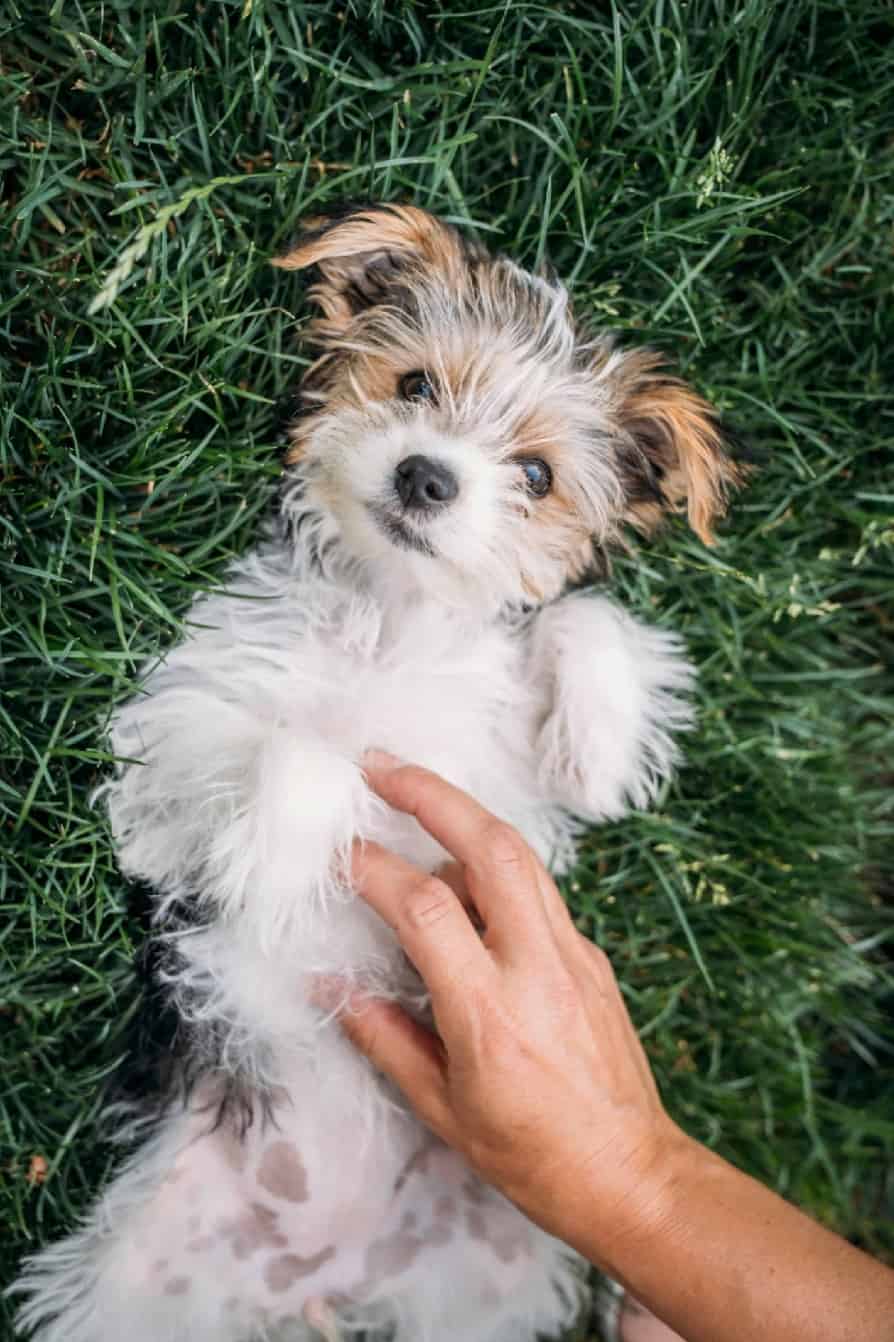 Owner gives the dog a belly rub. When dogs roll over on their backs, recognize this is one of the common signs of affection. When your dog shows you its belly, it's showing its love for you.