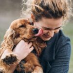 Cocker Spaniel gives owner kisses. Dogs love showing affection, and licking is one of their primary forms of expression.