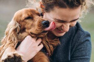 Cocker Spaniel gives owner kisses. Dogs love showing affection, and licking is one of their primary forms of expression.