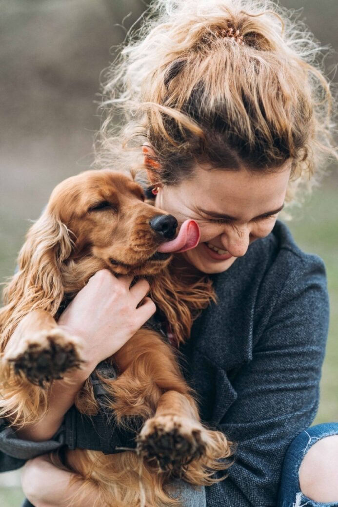 Cocker Spaniel gives owner kisses. Licking is a primary form of showing affection. 