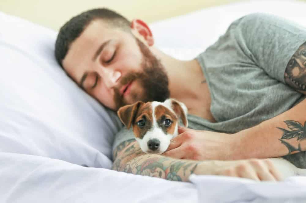 Man cuddles with Jack Russell Terrier. When dogs sleep with you, it shows affection and signifies selfless dedication and loyalty.