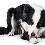 Border Collie licks its paw. If your dog is constantly scratching or licking, it may suffer from one of five common skin conditions.