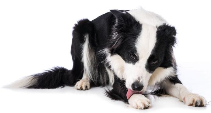 Border Collie licks its paw. Photo for skin conditions post.