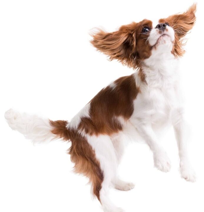 Cavalier King Charles Spaniel puppy jumps. 