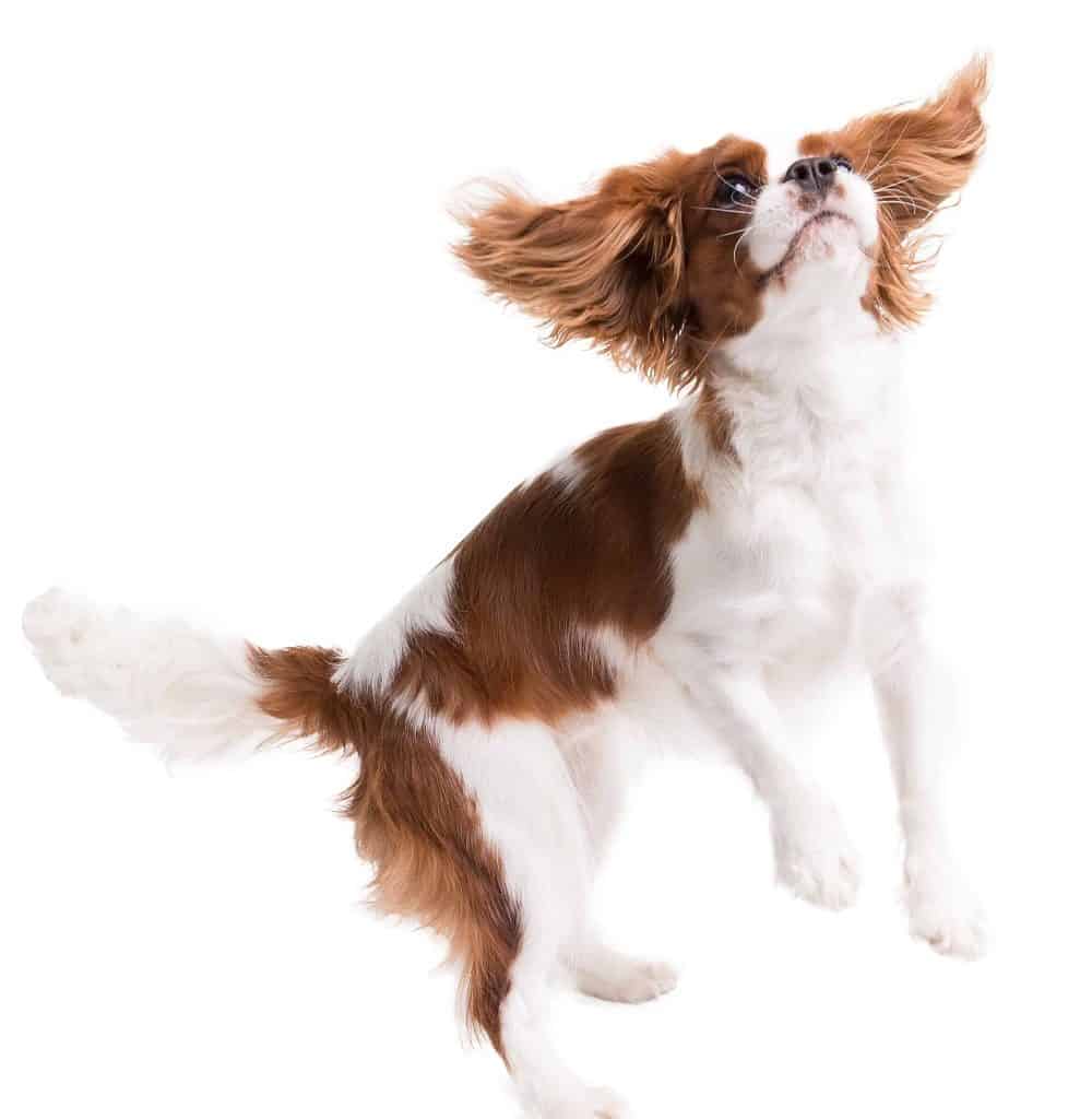 Cavalier King Charles Spaniel puppy jumps. If your dog does jump on you when you enter the house, ignore it. Make sure you don't give it attention until its feet are on the floor.