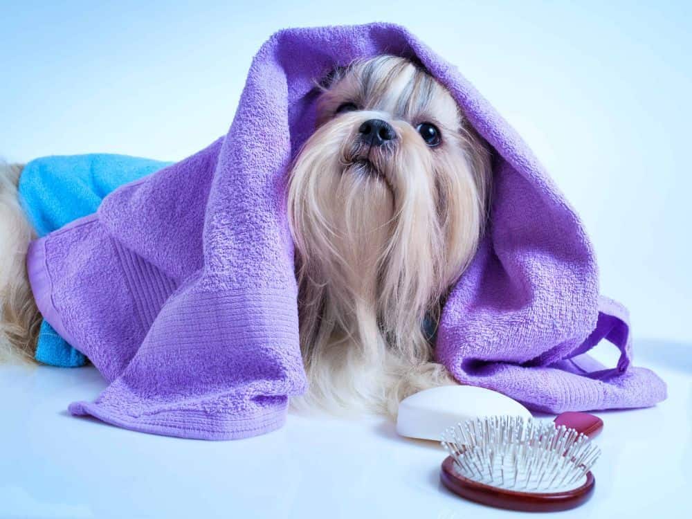 Lhasa Apso wrapped in a towel after a bath. Learn about the pros and cons of DIY pet grooming vs. professional pet groomers to help you make the best decision for your dog.