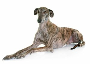 Spanish Sighthounds make wonderful, gentle, and friendly family pets with children and other animals. They have reserved personalities so need to be socialized from an early age.