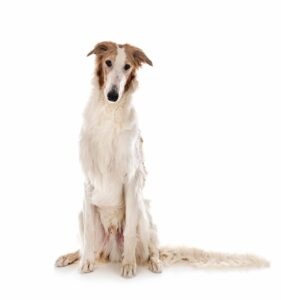 Borzois, also known as Russian Greyhounds, are gentle and loving dogs who require experienced and understanding owners. They enjoy bonding with their family, especially children but can become uncomfortable if intruded upon by others.