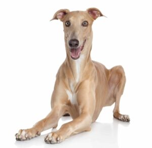 The Italian Greyhound is a sensitive, intelligent breed that loves to play and be close to their owners. They have a graceful appearance with silky hair, deep chest and long legs. Positive reinforcement is recommended when training as they can be stubborn.