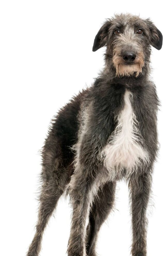 The Scottish Greyhound or Deerhound is a powerful and low-maintenance dog.