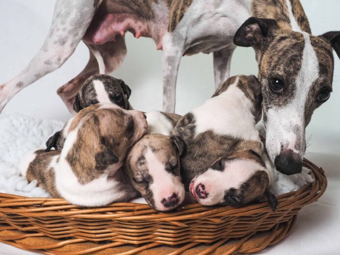 Mother dog with whippet puppies. Photo for post on Greyhound breeds.