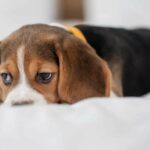 From pets to bed bug hunters: How dogs are trained for detection work