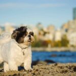 Happy Shih Tzu plays on the beach with the city skyline in background. Big city activities for your dog: Beaches, parks, and trails all offer fun walking options for your dog.