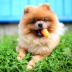 A cute pomeranian eats a carrot. Can dogs eat carrots? Carrots provide health benefits for dogs but should not be more than 10% of your dog's diet.