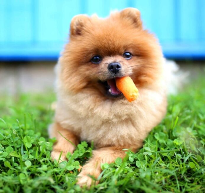 A cute pomeranian eats a carrot. Can dogs eat carrots? Carrots provide health benefits for dogs but should not be more than 10% of your dog's diet.