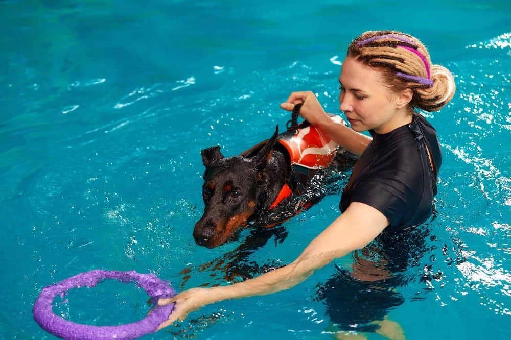 Swim therapy for dogs improves cardiovascular health and overall fitness.