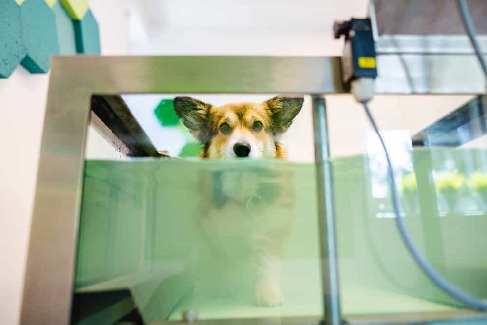Underwater treadmill treatments provide low-impact exercises that help dogs develop strength since the buoyancy of the water lessens the strain on the joints that the dog would experience in typical weight-bearing exercises.