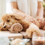 Massage therapist massages poodle. Canine massage therapy helps keep your pup happy, healthy, and relaxed. It can improve digestion, reduce anxiety, and more.