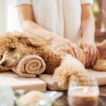 Massage therapist massages poodle.