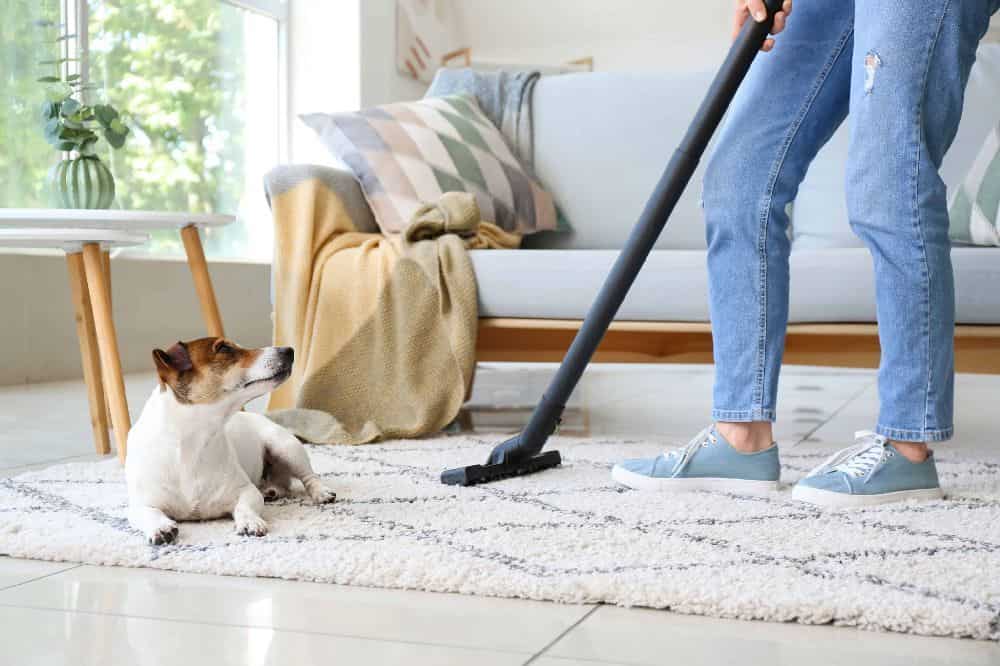 Jack Russell Terrier watches a woman vacuum a rug on the tile floor. Dog-friendly spring cleaning: Clean up dog poop, prepare for shedding, be cautious with plants and flowers, and avoid using chemicals.