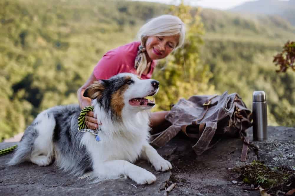A woman pets Australian Shepherd during a rest break on a hike. The best way to prepare for dog hiking trips is to take your dog on long daily walks to ensure she is healthy and able to handle the strain of hiking.