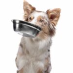 The Australian Shepherd is holding an empty food bowl.  Use this easy-to-follow dog nutrition guide for first-time owners to help ensure your beloved companion stays happy and healthy.