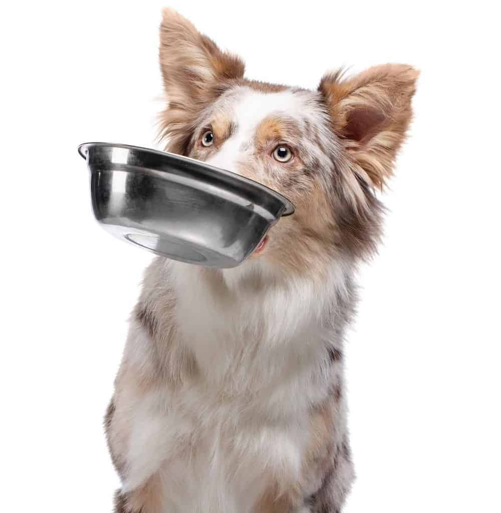 Australian Shepherd holds an empty food bowl. Use this easy-to-follow dog nutrition guide for first-time owners to guarantee that your loving companion stays happy and healthy.