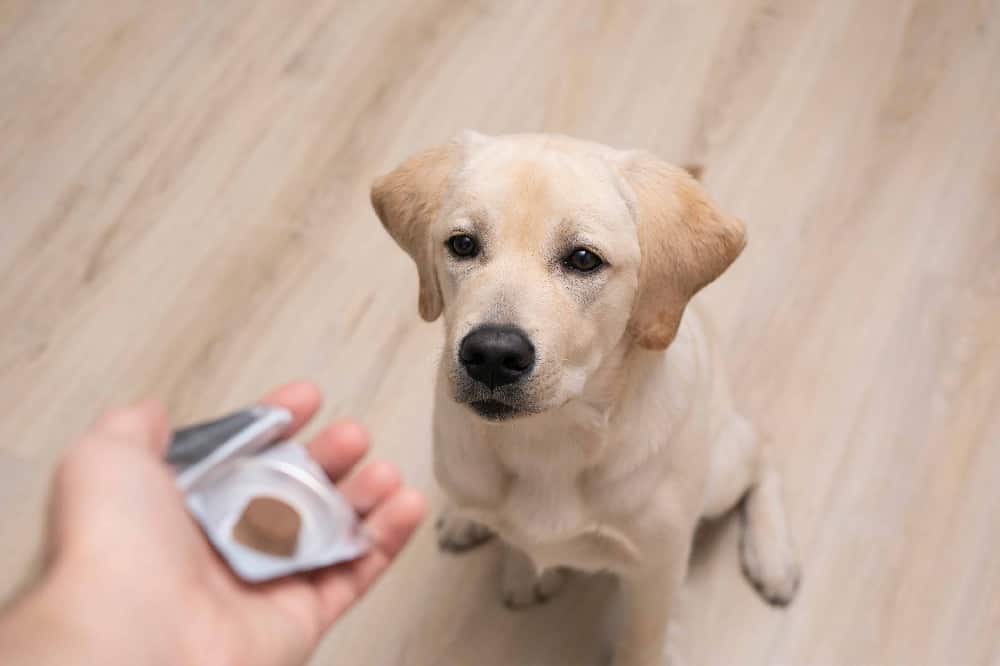 Owner gives dog supplements. Learn about symptoms that suggest your dog needs vitamins, minerals, and other nutrients, to choose and administer the right dog supplements.