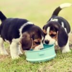 Beagle puppies eating dog food. Navigating your puppy's dietary needs can be tricky. Don't worry — use our tips for feeding a puppy. Set a healthy feeding schedule.