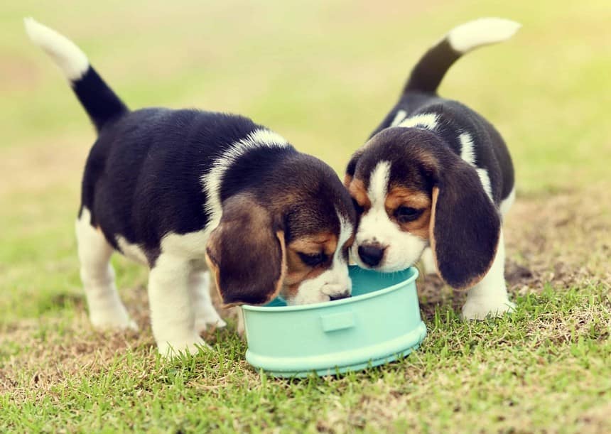Feeding a puppy: Consider breed, size, activity level, set schedule
