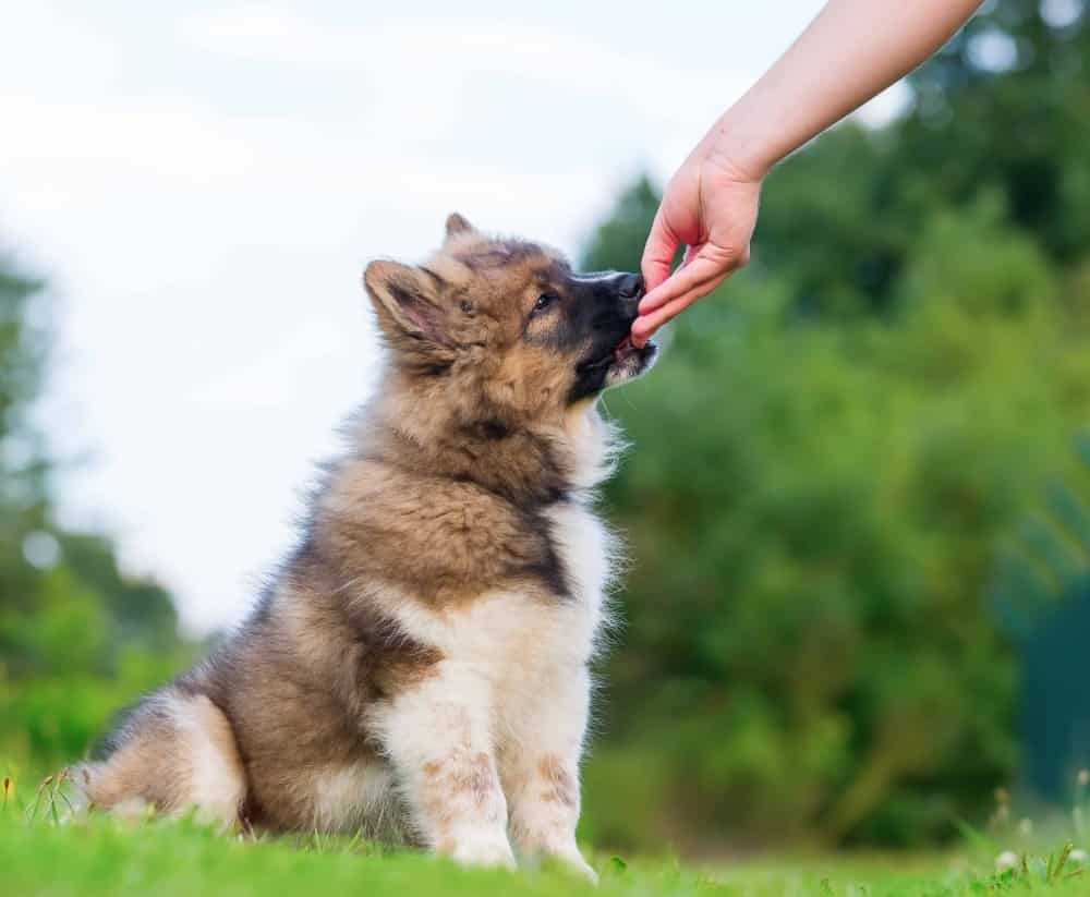 Owner hand feeds Keeshond puppy. Set a feeding schedule for your puppy. Try to feed your pup as soon as you wake up (maybe around 6 or 7 a.m.), around noontime, and after work (around 5 p.m.). Consistency is key, so be sure you set feeding times that work for you.