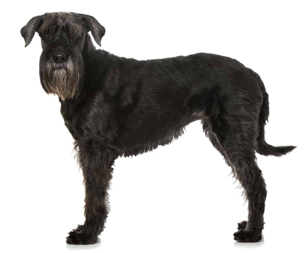 The Giant Schnauzer lives up to its name and can easily be twice the size of a standard Schnauzer and 2 or 3 times a miniature size.