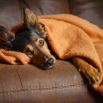 Sick dog lies on couch covered with blanket. Limited studies and anecdotal evidence shows milk thistle helps support liver health in dogs by helping them process toxins more efficiently.