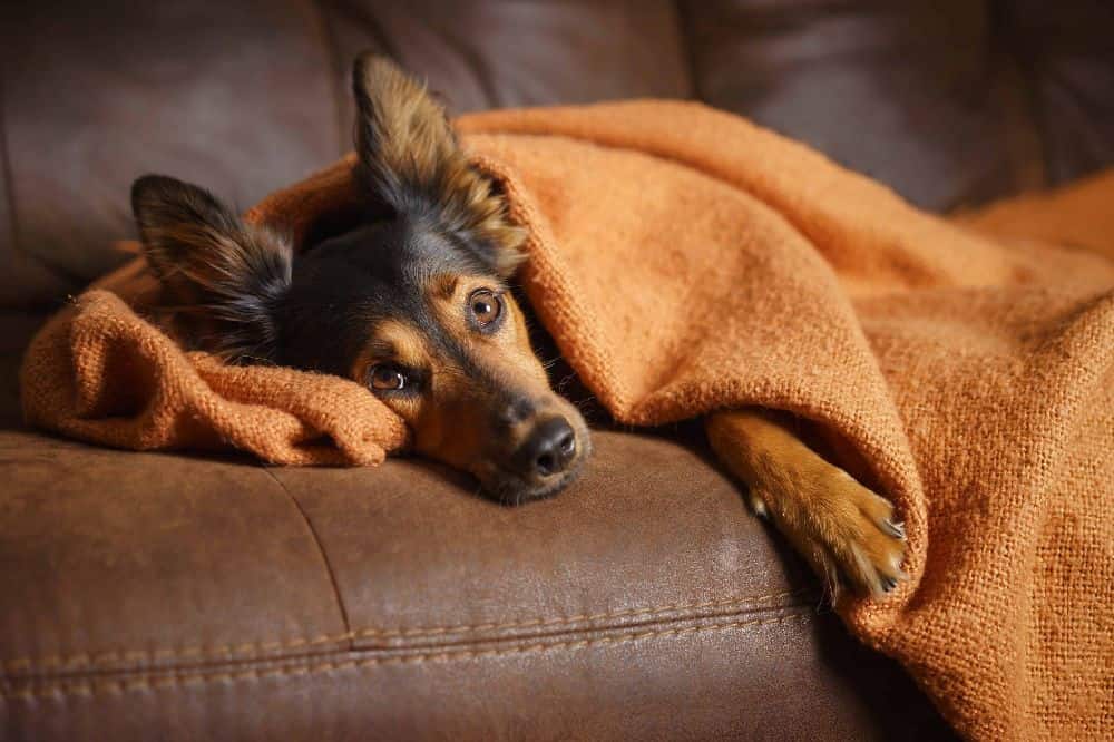 Sick dog lies on couch covered with blanket. Limited studies and anecdotal evidence shows milk thistle helps support liver health in dogs by helping them process toxins more efficiently.