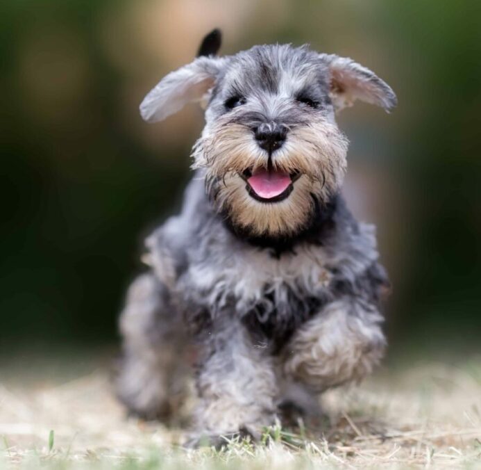 Miniature Schnauzers are loyal to their owners and family.