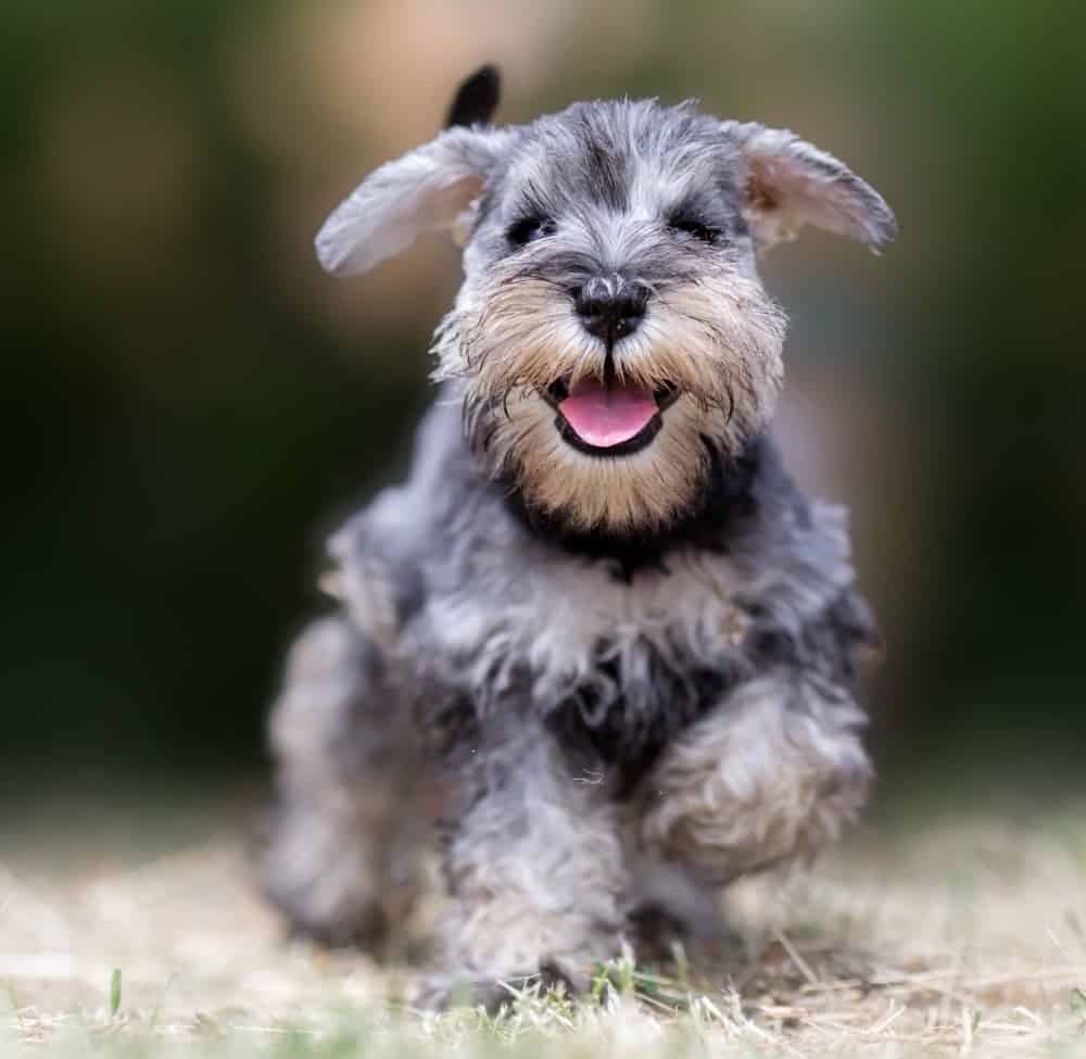 Plucky, pint-sized protectors, Miniature Schnauzers are loyal to their owners and family.