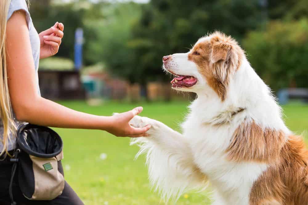 Gain a deeper understanding of your dog by building a strong relationship and investing time in obedience training.