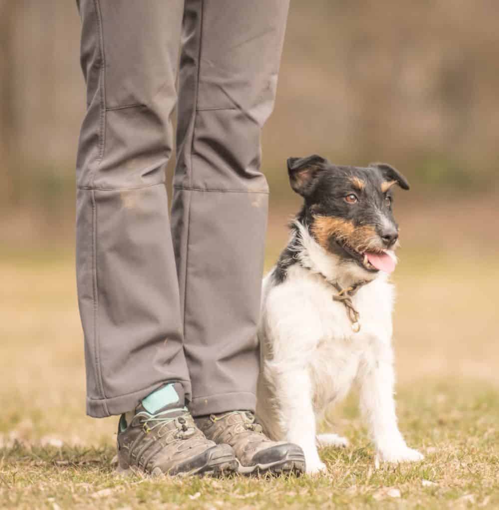 For a happy, long-lasting relationship with your pup, finding the best obedience training method for their breed is key.