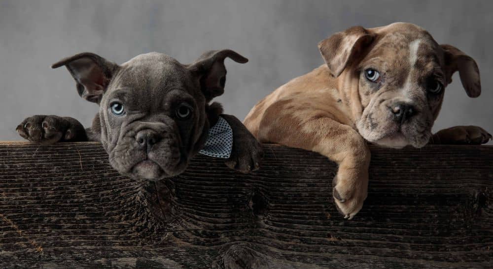 Two pocket bully puppies. Pocket Bullies make great companions and are protective and alert despite their slightly intimidating appearance.