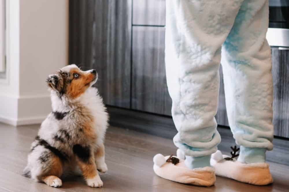 Owner trains Australian Shepherd puppy. Whether you train on your own or work with an expert, there are a few tips and tricks that can make puppy training go more smoothly.