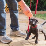 Man trains Labrador Retriever puppy. Caring for a puppy requires more than just cuddles, you also must invest time in puppy training either on your own or with a trainer.