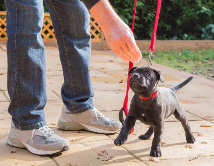 Man trains Labrador Retriever puppy.