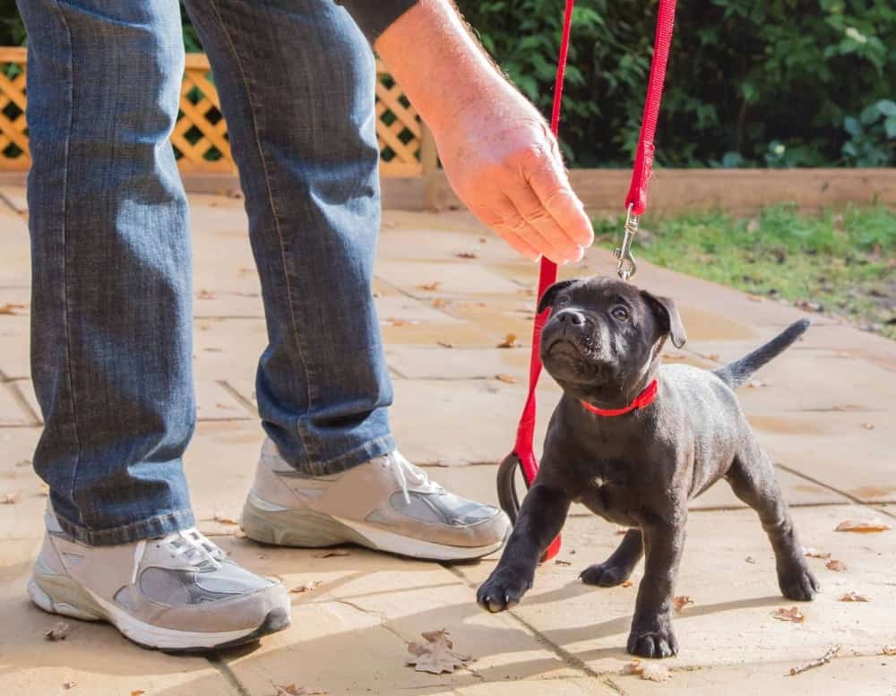 Man trains Labrador Retriever puppy. Caring for a puppy requires more than just cuddles, you also must invest time in puppy training either on your own or with a trainer.