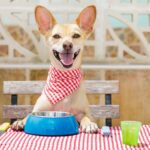 Photo illustration of dog at table with food bowl. Raw dog food has pros and cons. Make an informed decision by understanding the benefits and drawbacks of raw dog food diets.