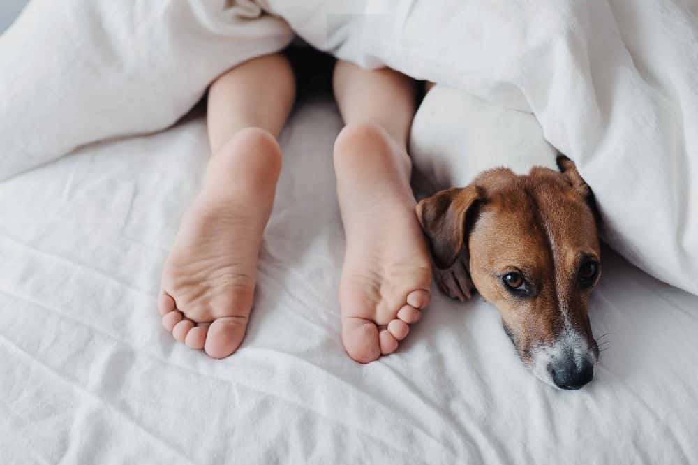 Sleeping with your dog provides comfort, but it's important to consider the potential risks and benefits. Explore both sides of the debate.