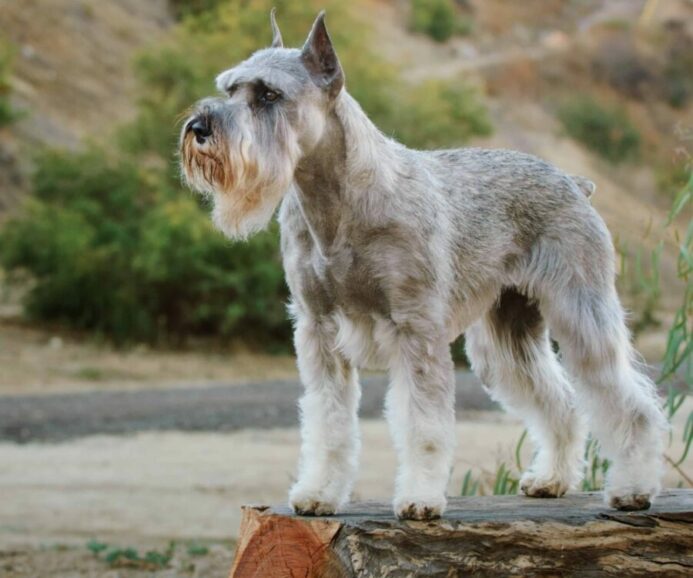 The Standard Schnauzer is high-energy but tends to be less vocal than their smaller counterparts.