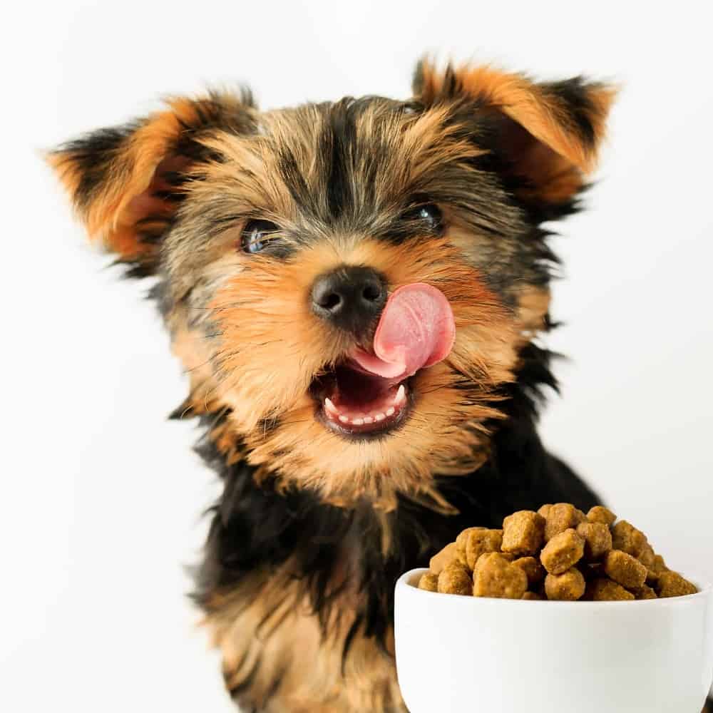Photo illustration of Yorkie with a bowl of kibble. Learn about the different types of dog food from dry to wet and raw to home-cooked, so your furry friend gets the nutrition they need.