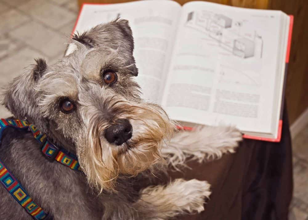 Miniature Schnauzer with a book. Research shows dog vocabulary includes command words, its name, and the names of objects. Use patience and repetition to teach dogs new words.