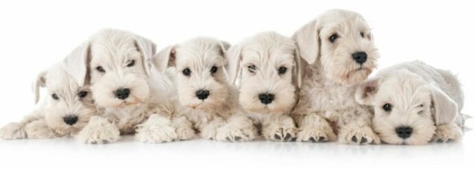 Collection of white miniature Schnauzer dog breed puppies. 