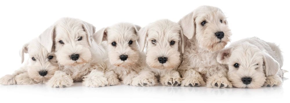 Collection of white miniature Schnauzer puppies. With three different Schnauzer dog breeds, you can use our breed profile to find the dog that best meets your needs.
